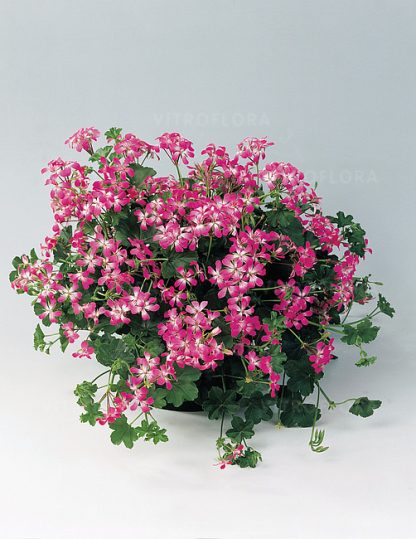 Pelargonium VILLE DE PARIS BRILLIANT 1PL