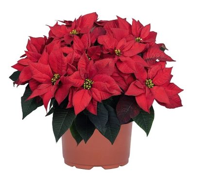 Poinsettia RAPID RED 108