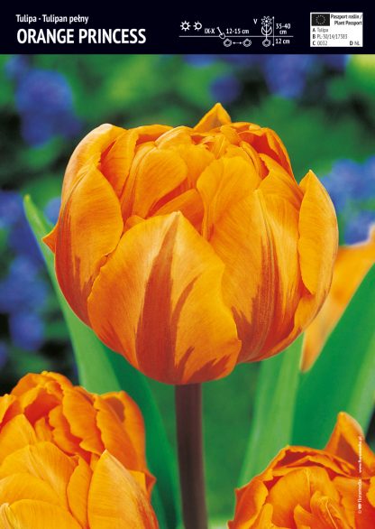 LALEA ORANGE PRINCESS 12+