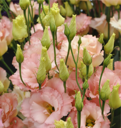Lisianthus ALISSA 2 CHAMPAGNE ( GENERATION 2)