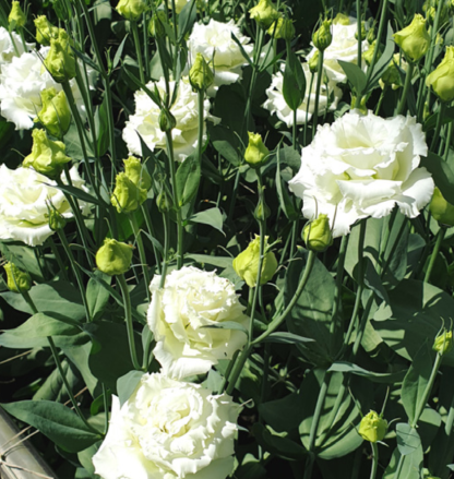 Lisianthus ALISSA 2 PURE WHITE