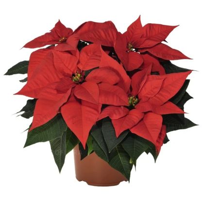 Poinsettia BRAVO BRIGHT RED 108