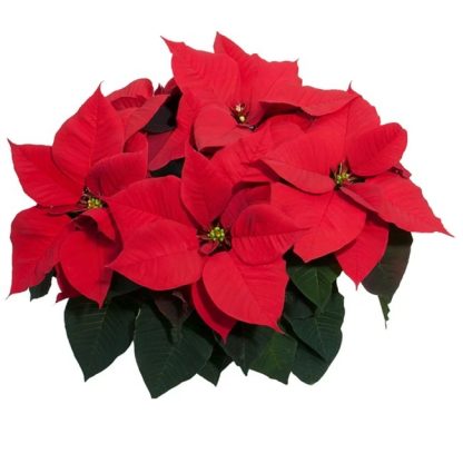 Poinsettia CHRISTMAS EVE 84