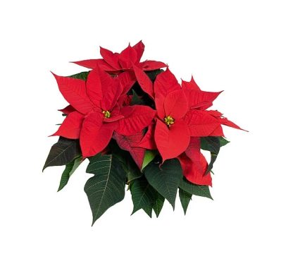 Poinsettia CHRISTMAS FLAIR 84