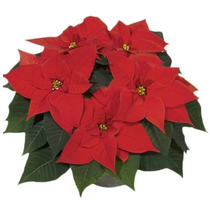 Poinsettia CHRISTMAS GLORY RED 84