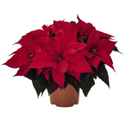 Poinsettia GRANDE ITALIA 108