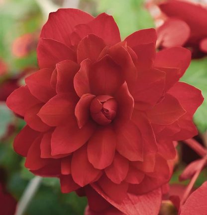 Begonia ILLUMINATION SCARLET