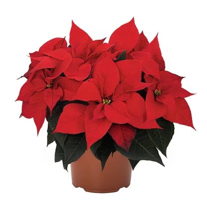 Poinsettia IMPERIAL RED 108