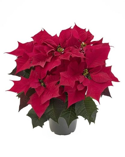 Poinsettia KAYLA RED 84