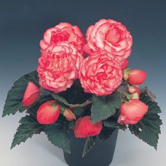 Begonia NONSTOP ROSE PETTICOAT