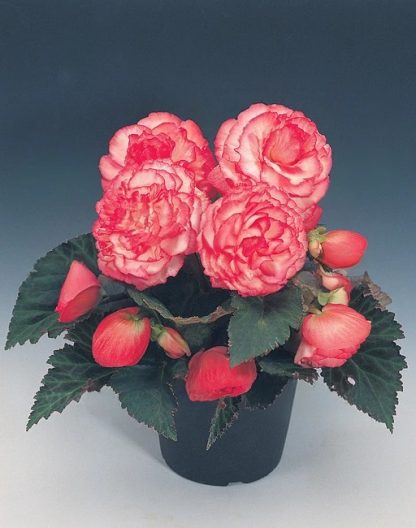 Begonia NONSTOP ROSE PETTICOAT