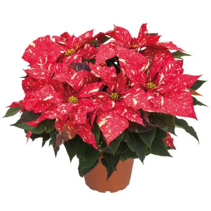 Poinsettia PRIMERO RED GLITTER 108