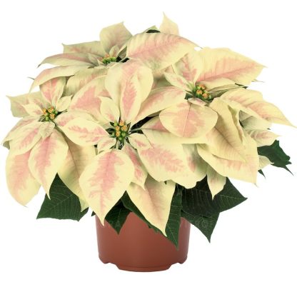 Poinsettia PREMIUM MARBLE 84