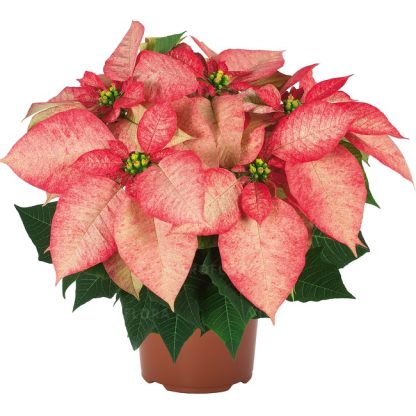 Poinsettia PREMIUM PICASSO 84