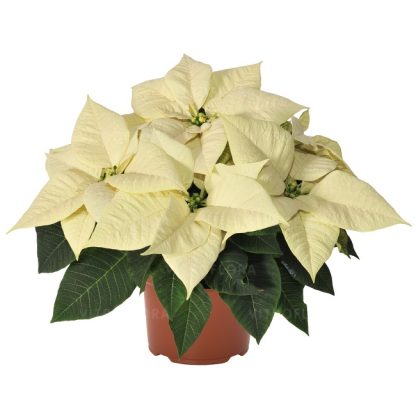 Poinsettia PREMIUM WHITE 108