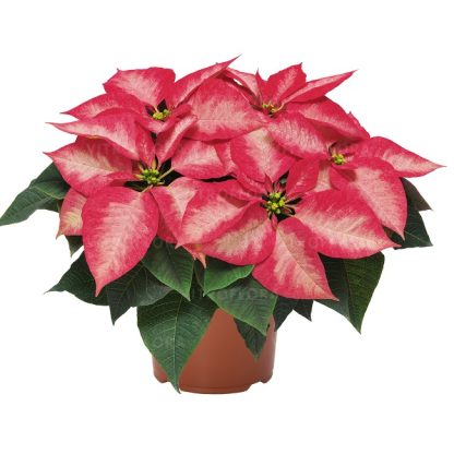 Poinsettia PREMIUM ICE CRYSTAL 84