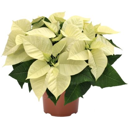 Poinsettia PREMIUM POLAR 108