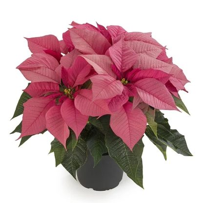 Poinsettia ROBYN PINK 84