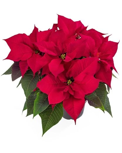 Poinsettia ROBYN RED 84