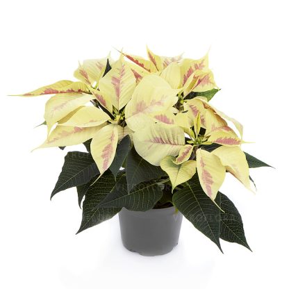 Poinsettia ROBYN MARBLE 84