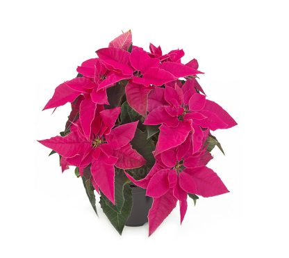 Poinsettia PRINCETTIA DARK PINK 84