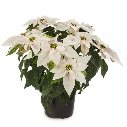 Poinsettia PRINCETTIA PEARL 84