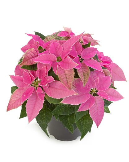 Poinsettia PRINCETTIA HOT PINK 84