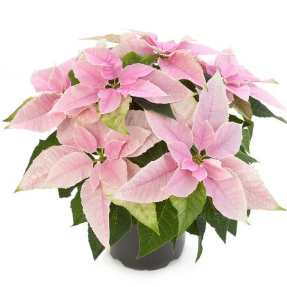 Poinsettia PRINCETTIA PINK 84