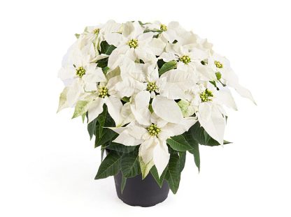 Poinsettia PRINCETTIA PURE WHITE 84