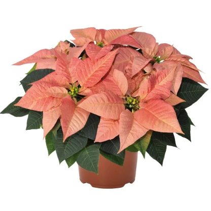 Poinsettia VIKING CINNAMON 84