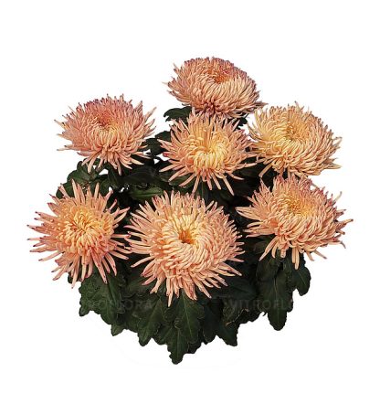 CRIZ. ALAKA PEACH V