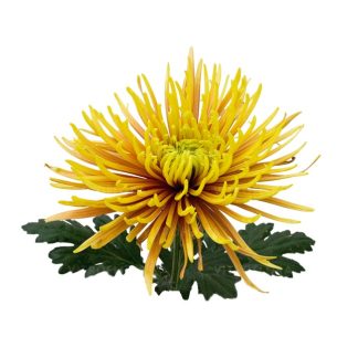 Crizanteme pentru floare tăiată/ fir - standard