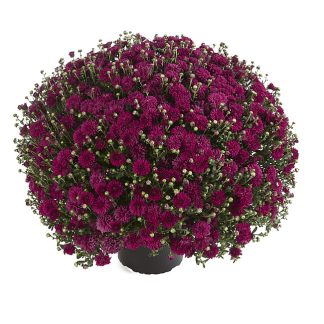 Crizanteme multifloara - timpurii