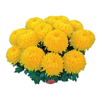 Crizanteme cu floare mare la ghiveci