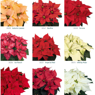 Butași crăciunițe (poinsettia)