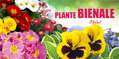 Banner plante bienale 200x100cm