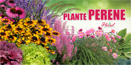 Banner plante perene 200x100cm