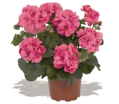 Pelargonium Great Balls Of Fire PINK