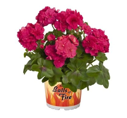 Pelargonium Great Balls of Fire Melon