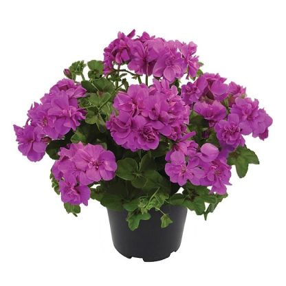 Pelargonium Sunflorix Amethyst