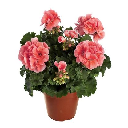 Pelargonium Trendix Dark Green Salmon