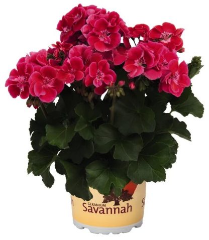 Savannah TexMex Fire Imp.