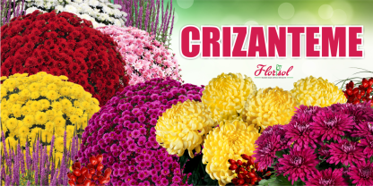 Banner crizanteme 200x100cm