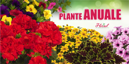 Banner plante anuale 200x100cm