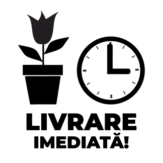 Disponibilitate cu livrare imediată!