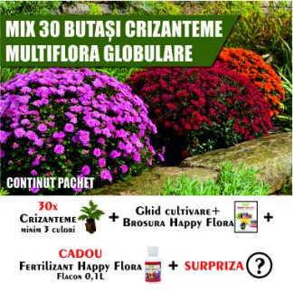 MIX 30 BUTAȘI CRIZANTEME MULTIFLORA GLOBULARE