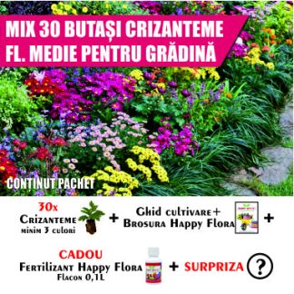 MIX 30 BUTAȘI CRIZANTEME FL. MEDIE PENTRU GRĂDINĂ