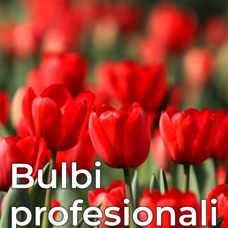 Catalog bulbi profesionali de toamnă Florisol 2025