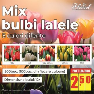 MIX(1) BULBI LALELE (500buc.)