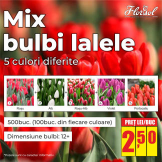 MIX(2) BULBI LALELE (500buc.)